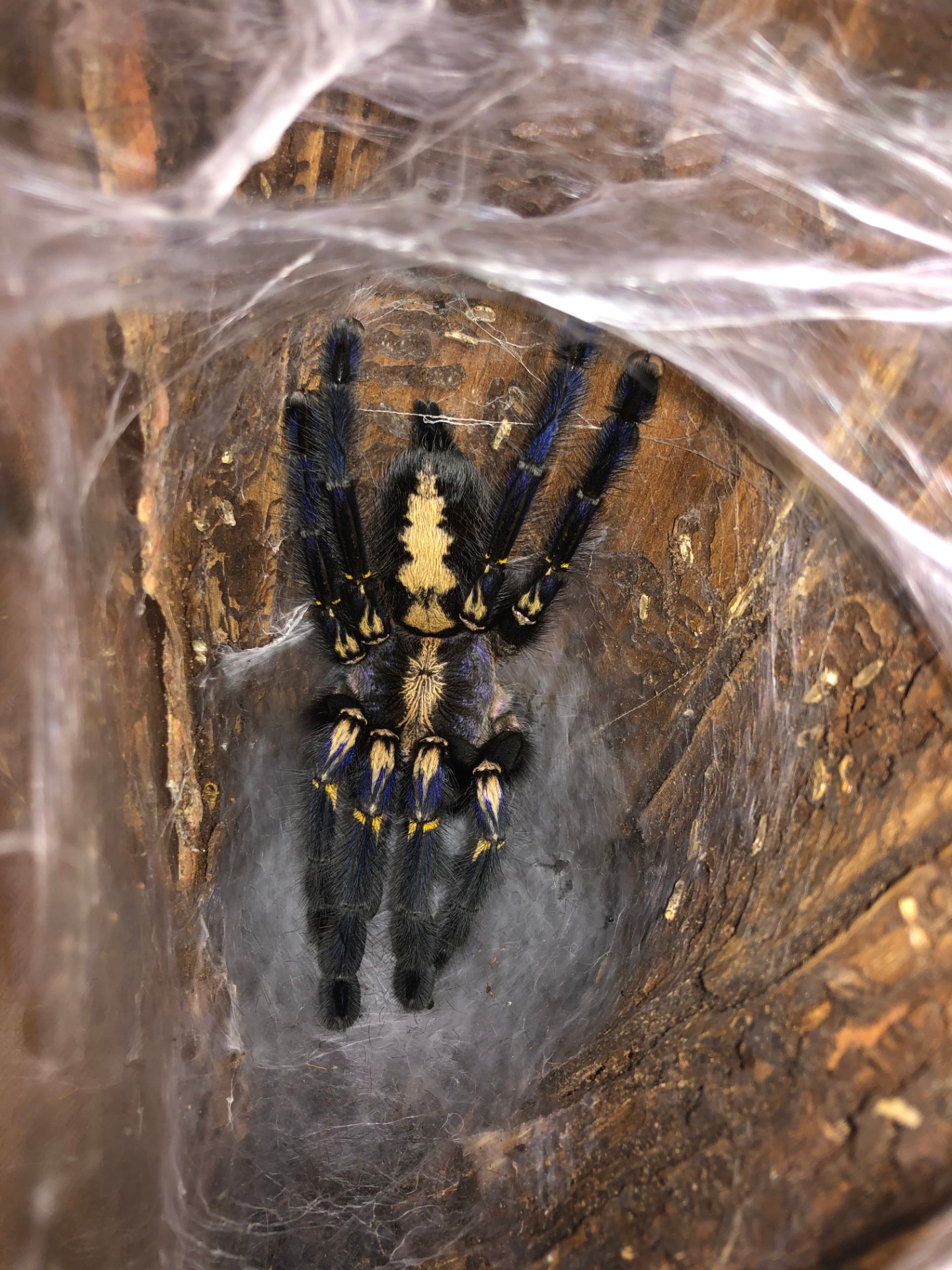 Poecilotheria metallica