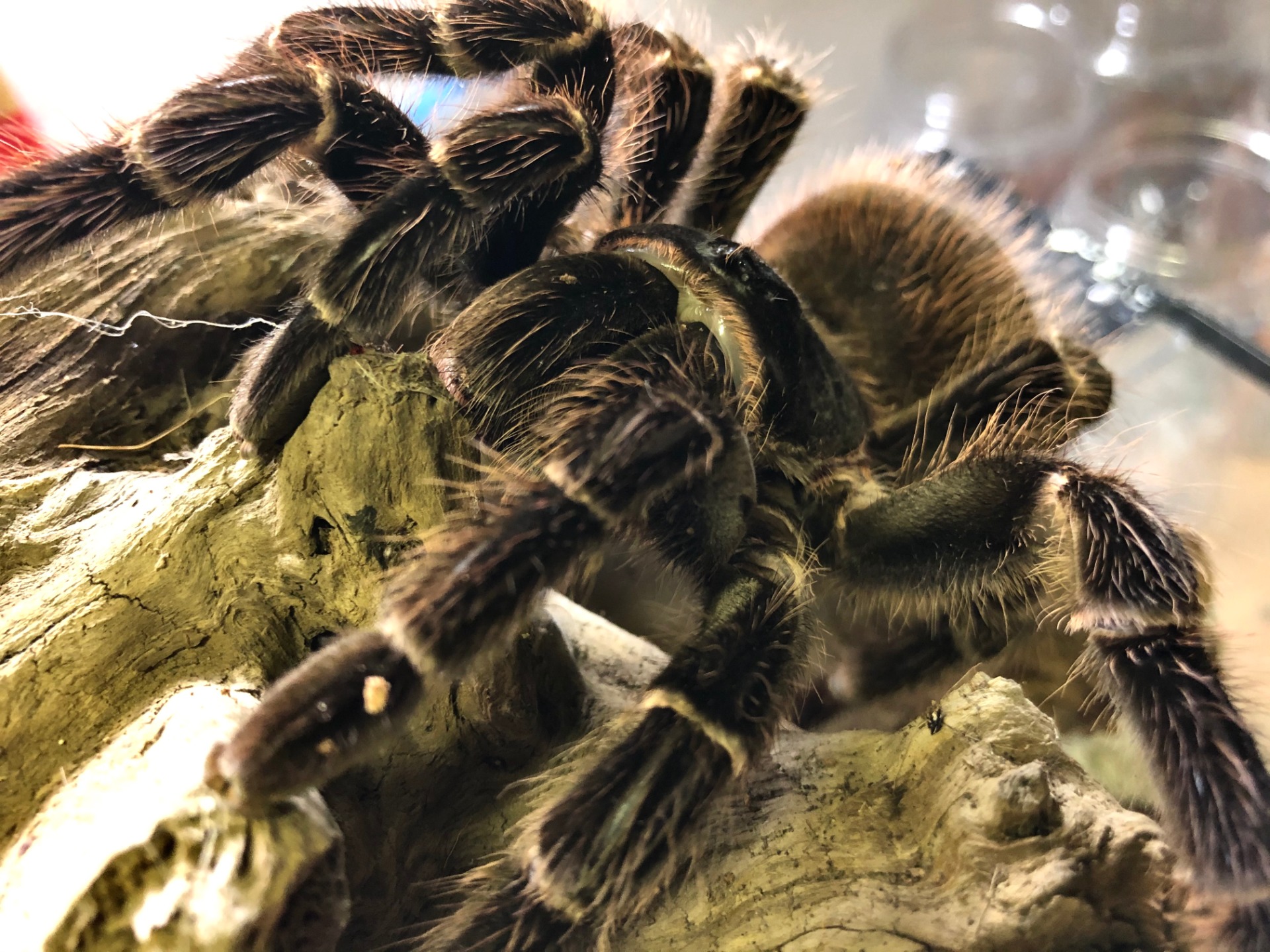 Lasiodora parahybana