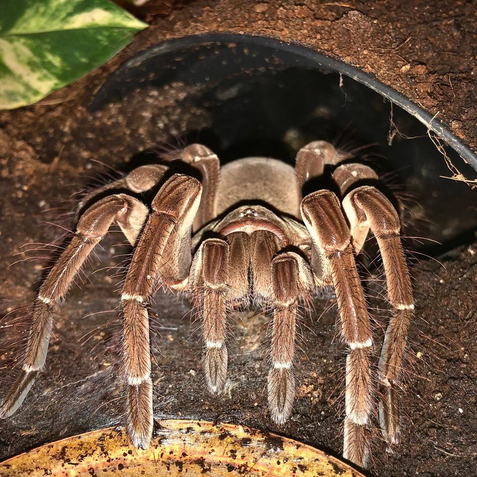 Theraphosa stirmi