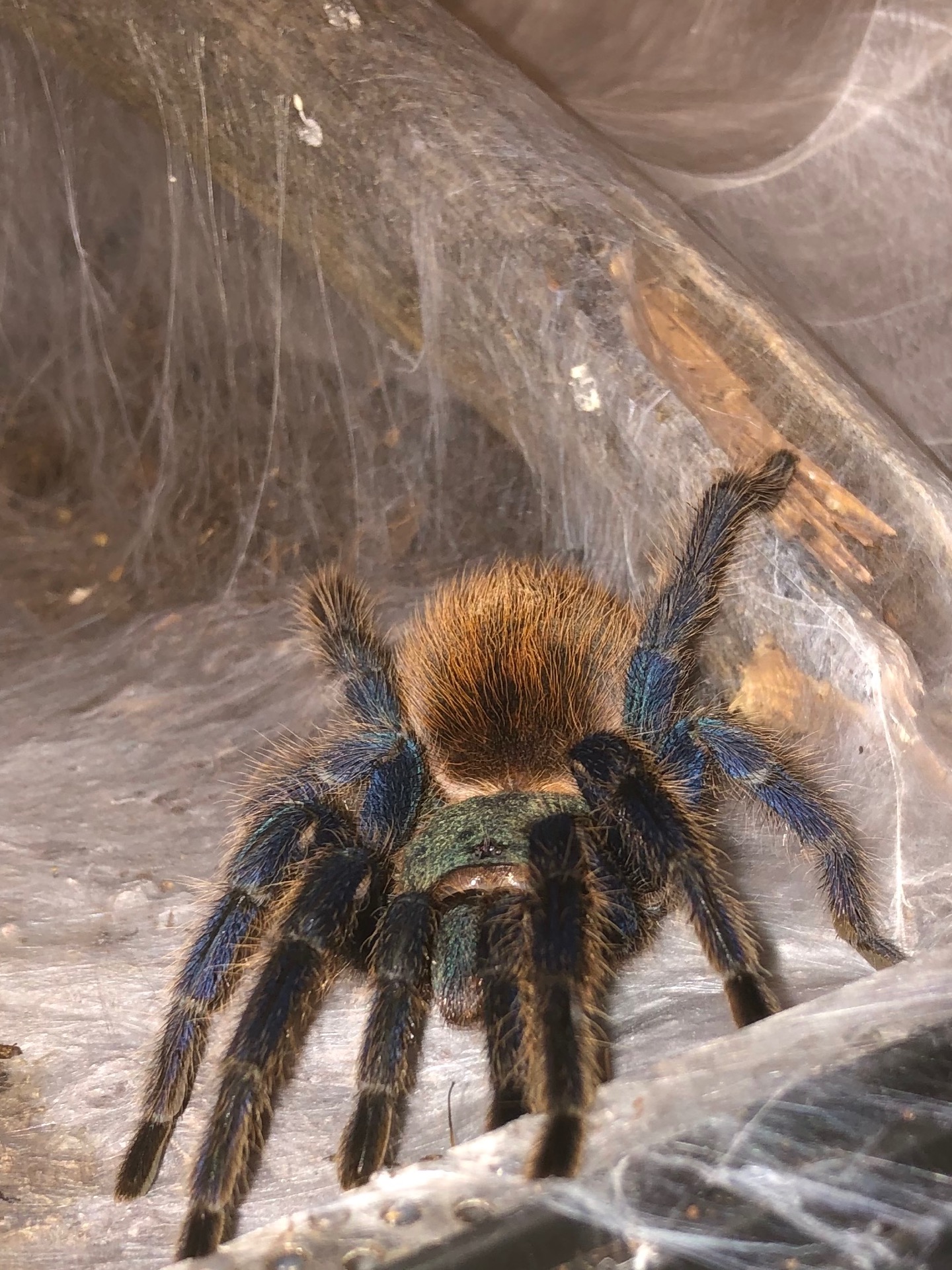Chromatopelma cyaneopubescens
